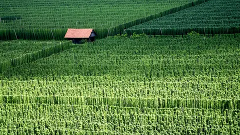 Campos de lúpulo de Zalec Campos de lúpulo de Zalec
