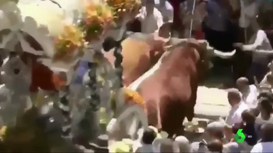 Herido un hombre tras ser pisoteado por bueyes en el camino del Rocío Herido un hombre tras ser pisoteado por bueyes en el camino del Rocío