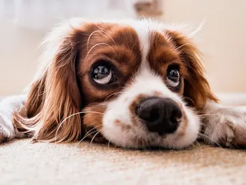 Mascota con semblante triste Mascota con semblante triste