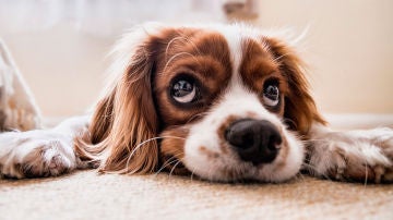 Mascota con semblante triste Mascota con semblante triste