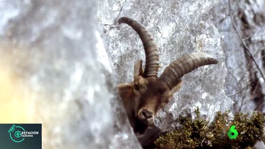 Imagen de archivo de un bucardo Imagen de archivo de un bucardo