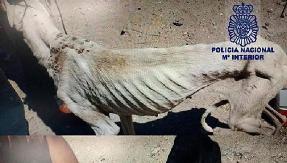 Imagen de uno de los perros rescatados en Ciudad Real