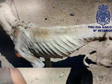 Imagen de uno de los perros rescatados en Ciudad Real Imagen de uno de los perros rescatados en Ciudad Real