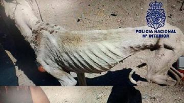 Imagen de uno de los perros rescatados en Ciudad Real