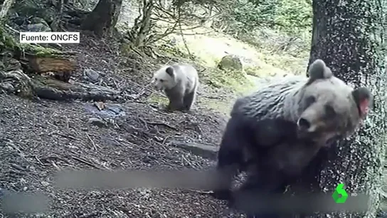 Osos en los Pirineos Osos en los Pirineos