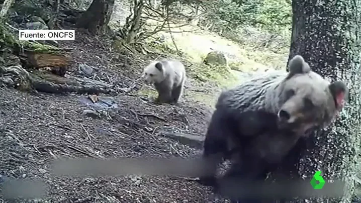 Osos en los Pirineos