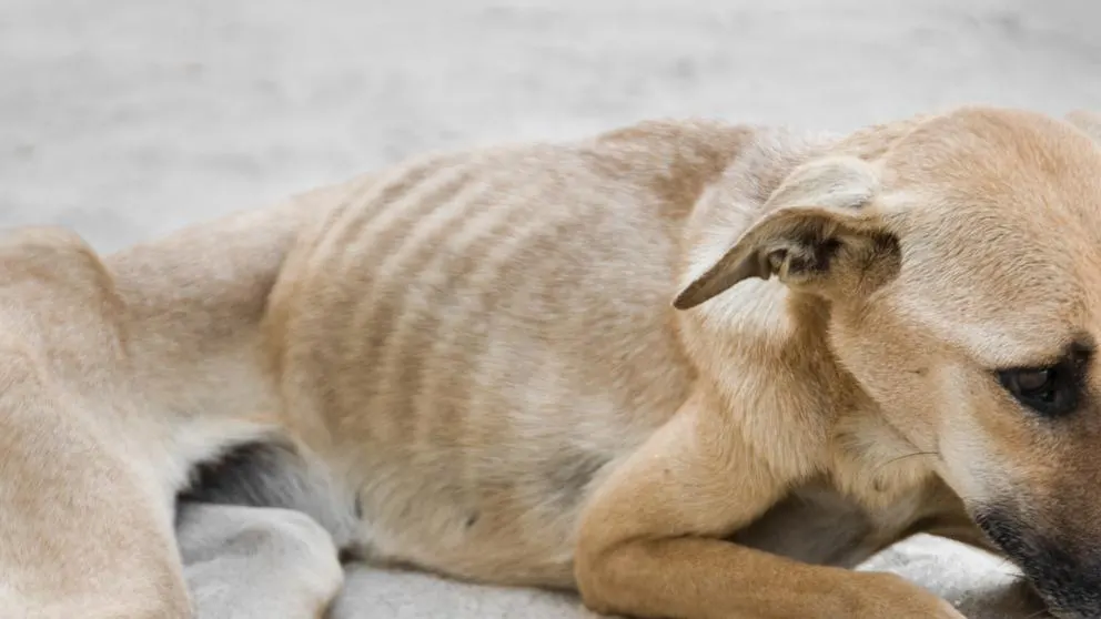 Imagen de archivo de un perro maltratado