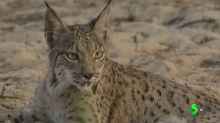 Imagen de archivo de un lince ibérico