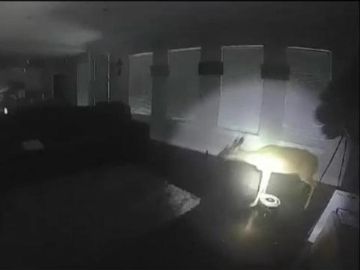 Imagen del ciervo en el interior de la casa Imagen del ciervo en el interior de la casa
