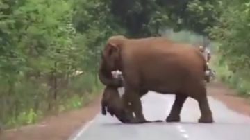 Imagen de un elefante llevando una cría muerta