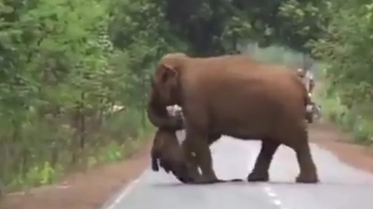 Imagen de un elefante llevando una cría muerta