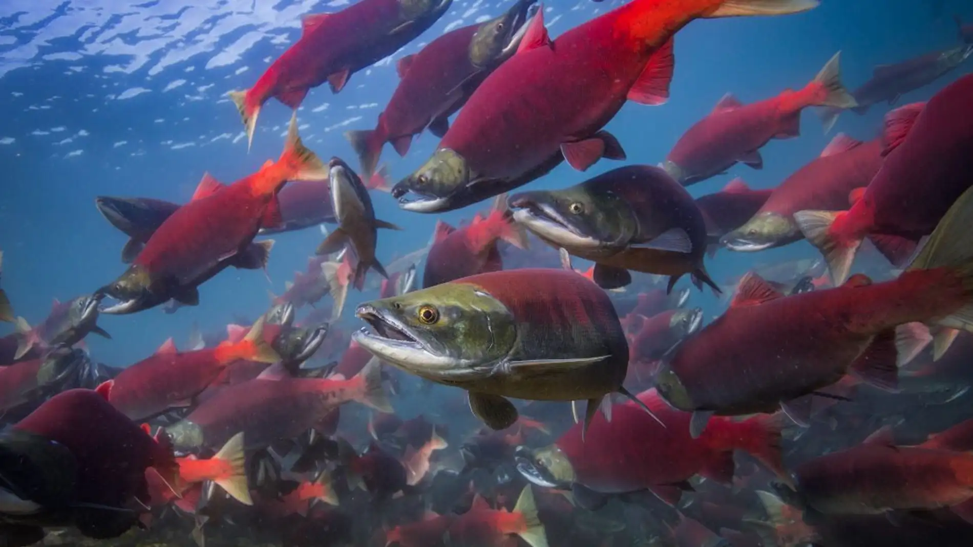 El cambio climatico altera el ciclo vital de los salmones rojos del Pacifico