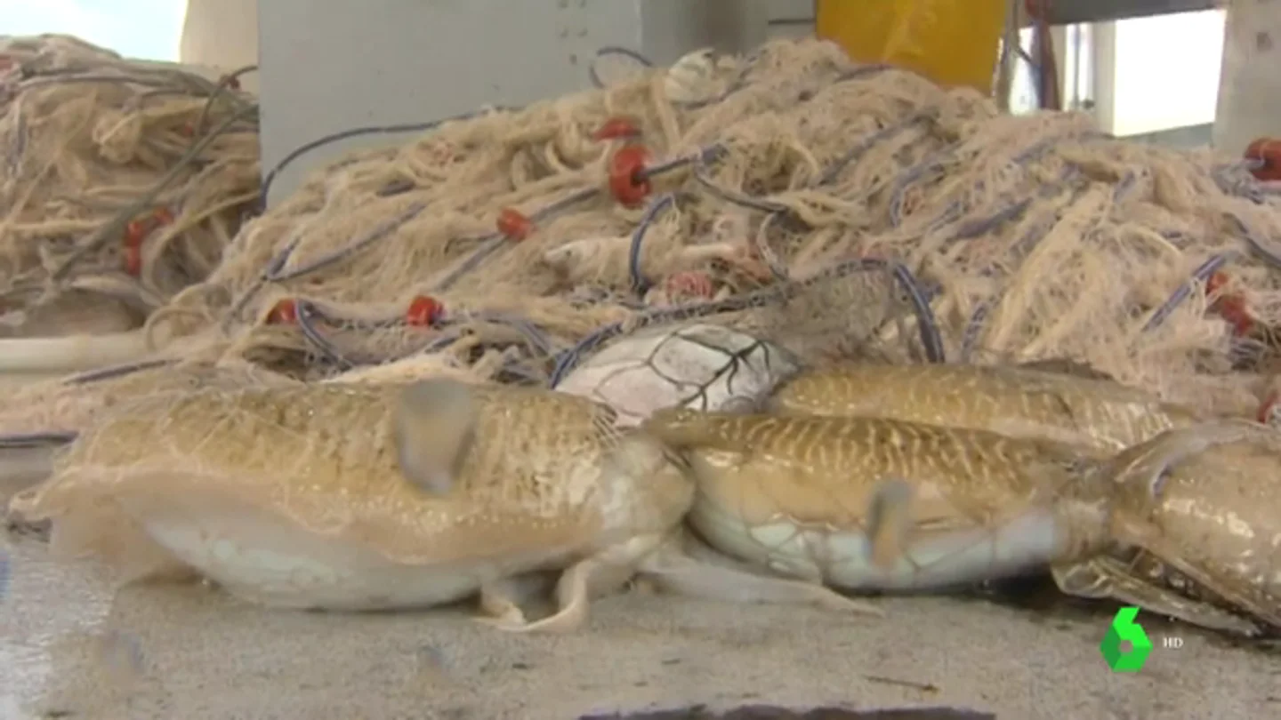 La pesca de trasmallo, un 'arte' respetuoso y artesanal en extinción La pesca de trasmallo, un 'arte' respetuoso y artesanal en extinción