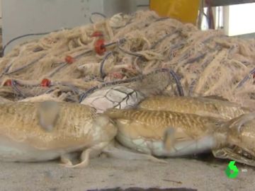 La pesca de trasmallo, un 'arte' respetuoso y artesanal en extinción La pesca de trasmallo, un 'arte' respetuoso y artesanal en extinción