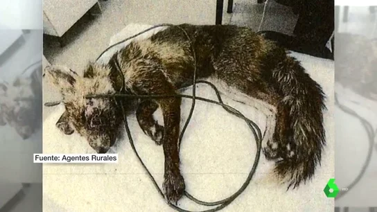 Condena pionera de seis meses de cárcel y 2.000 euros de multa por maltratar a un animal salvaje Condena pionera de seis meses de cárcel y 2.000 euros de multa por maltratar a un animal salvaje