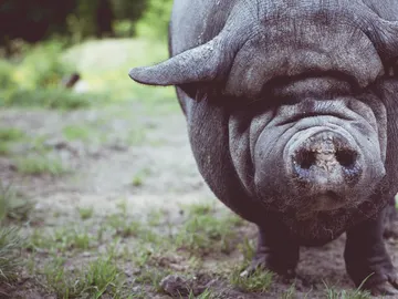 Investigadores europeos reclaman medidas con base cientifica ante la peste porcina africana Investigadores europeos reclaman medidas con base cientifica ante la peste porcina africana