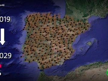 La avispa asiática tardará solo diez años en invadir toda España La avispa asiática tardará solo diez años en invadir toda España
