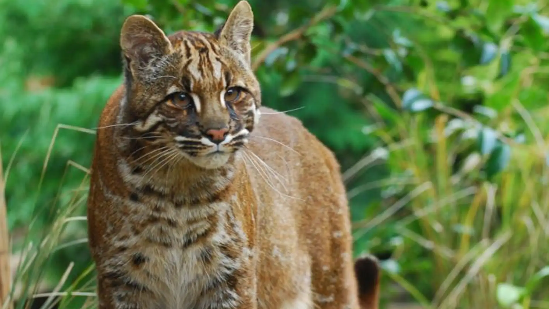 El gato dorado asiatico exhibe seis looks diferentes al noreste de la India