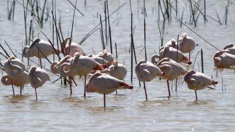 Doñana