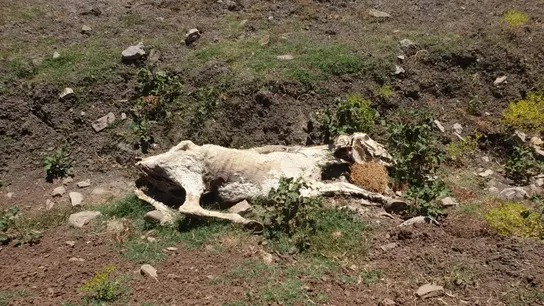 Uno de los caballos en avanzado estado de descomposición Uno de los caballos en avanzado estado de descomposición