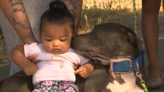 La Pitbull Shala y la bebé Mashailah, tras el incendio La Pitbull Shala y la bebé Mashailah, tras el incendio