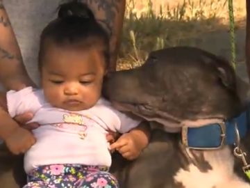 La Pitbull Shala y la bebé Mashailah, tras el incendio La Pitbull Shala y la bebé Mashailah, tras el incendio