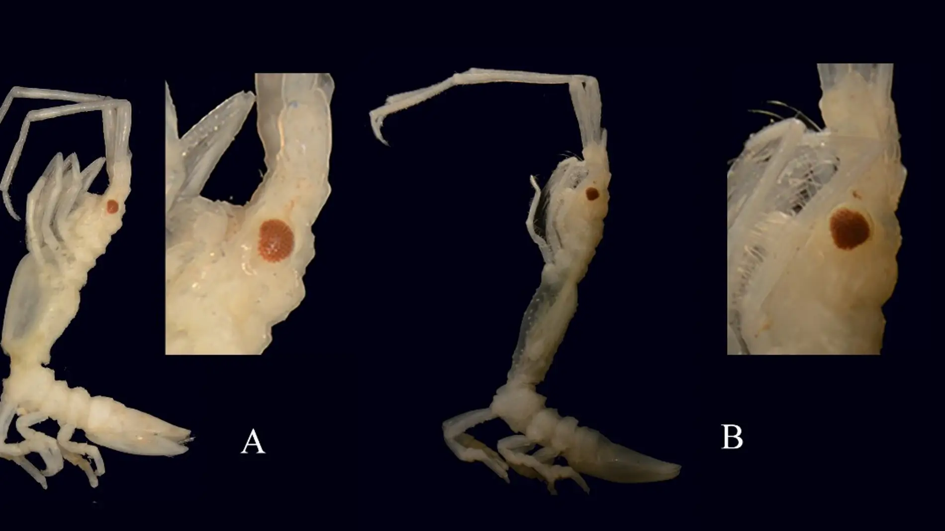 Descrita una nueva especie de crustaceo en el Cantabrico