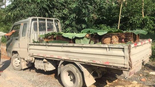 Perros siendo transportados para su consumo en el Festival de Yulin