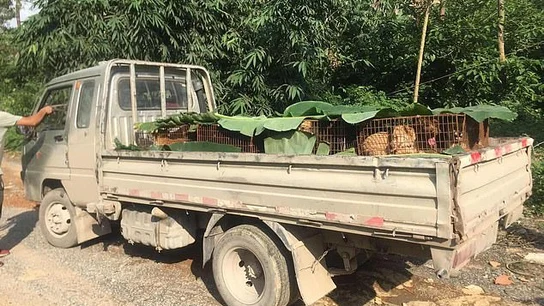 Perros siendo transportados para su consumo en el Festival de Yulin Perros siendo transportados para su consumo en el Festival de Yulin