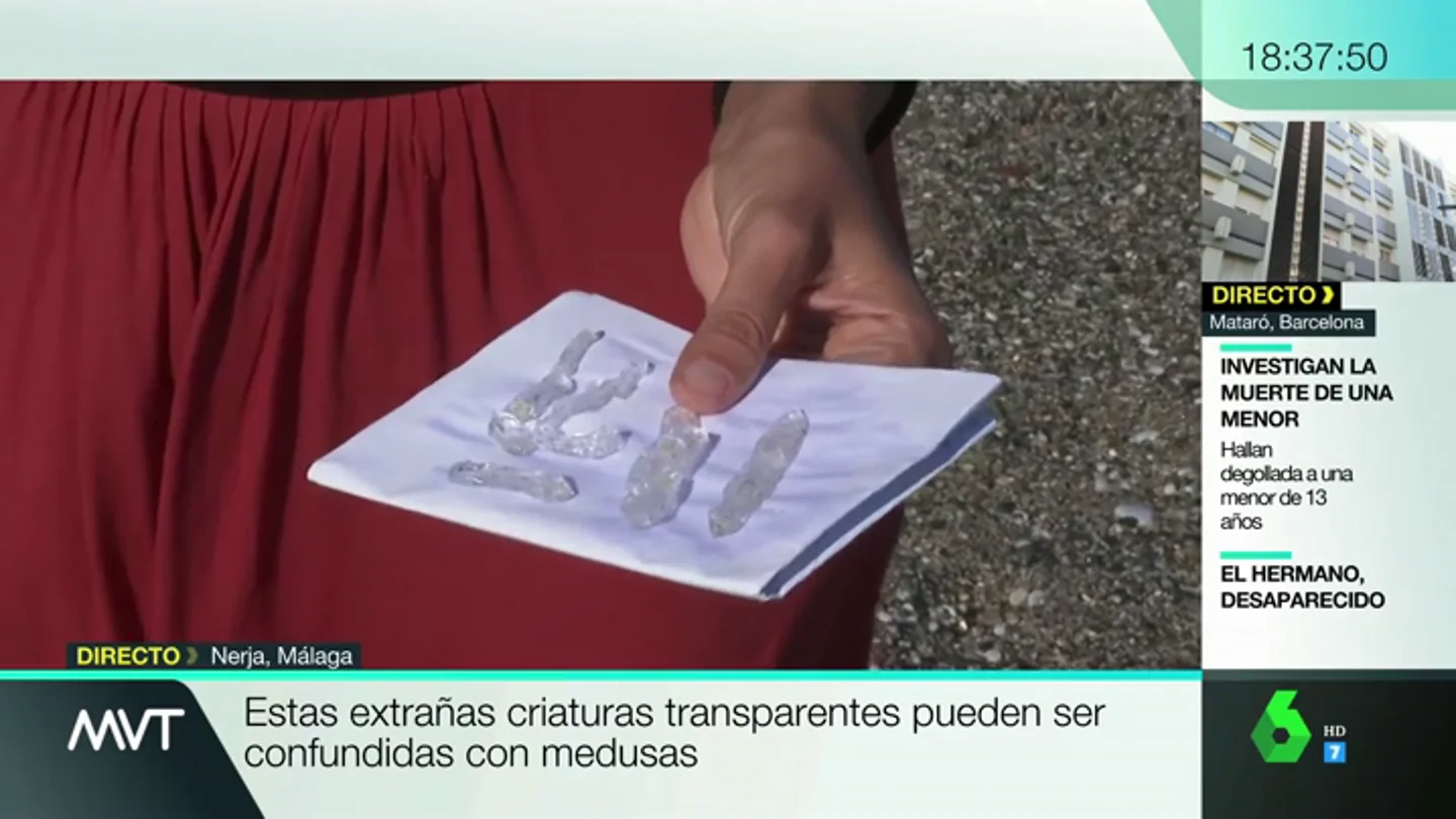 Invaden las playas andaluzas, pero no son medusas: esta es la beneficiosa función de las salpas Invaden las playas andaluzas, pero no son medusas: esta es la beneficiosa función de las salpas