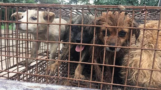 Perros hacinados en jaulas para ser consumidos en el Festival de Yulin. Perros hacinados en jaulas para ser consumidos en el Festival de Yulin.