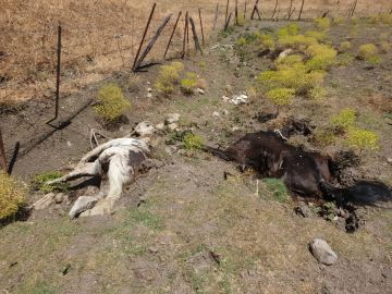 Dos de los caballos muertos en avanzado estado de descomposición Dos de los caballos muertos en avanzado estado de descomposición