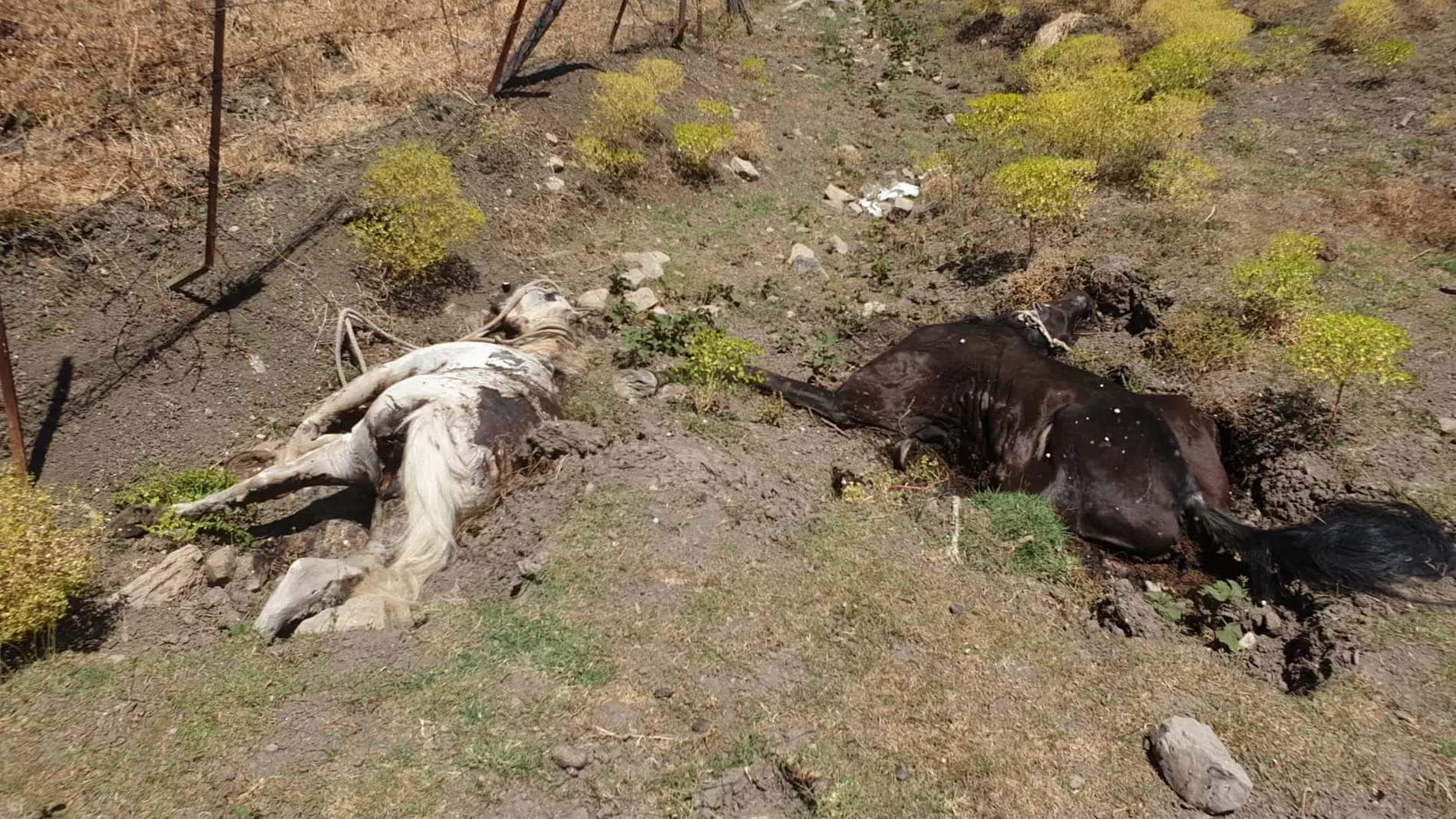 Dos de los caballos muertos en avanzado estado de descomposición