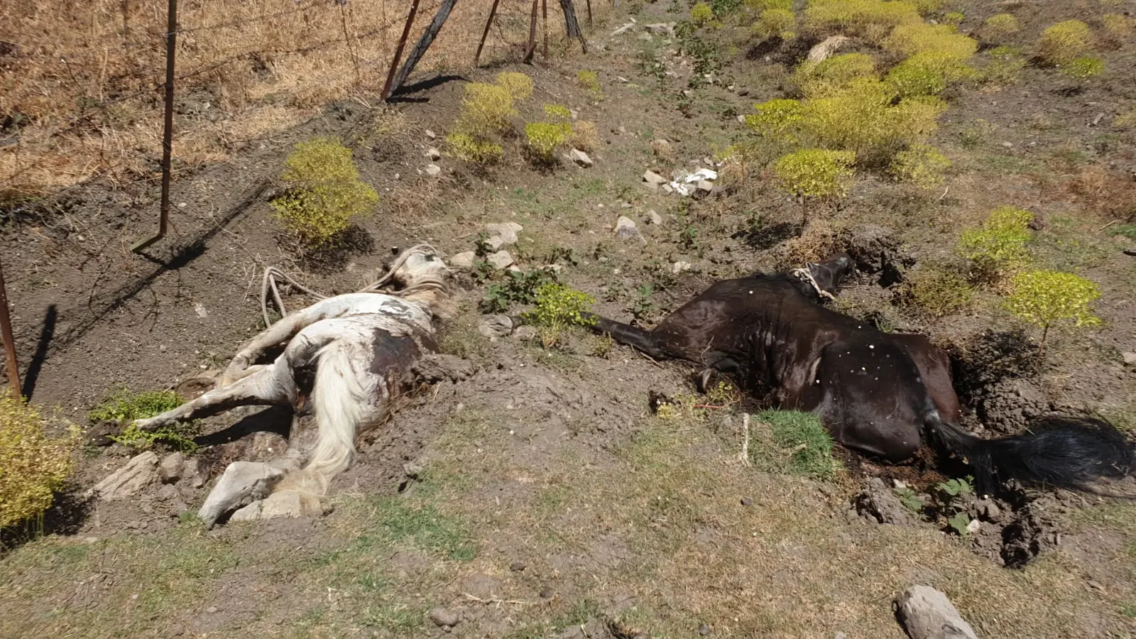 Dos de los caballos muertos en avanzado estado de descomposición