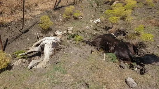 Dos de los ejemplares en avanzado estado de descomposición Dos de los ejemplares en avanzado estado de descomposición
