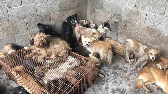 Rescatan a 62 perros antes de ser sacrificados para cocinarlos en el Festival de Yulin, China Rescatan a 62 perros antes de ser sacrificados para cocinarlos en el Festival de Yulin, China