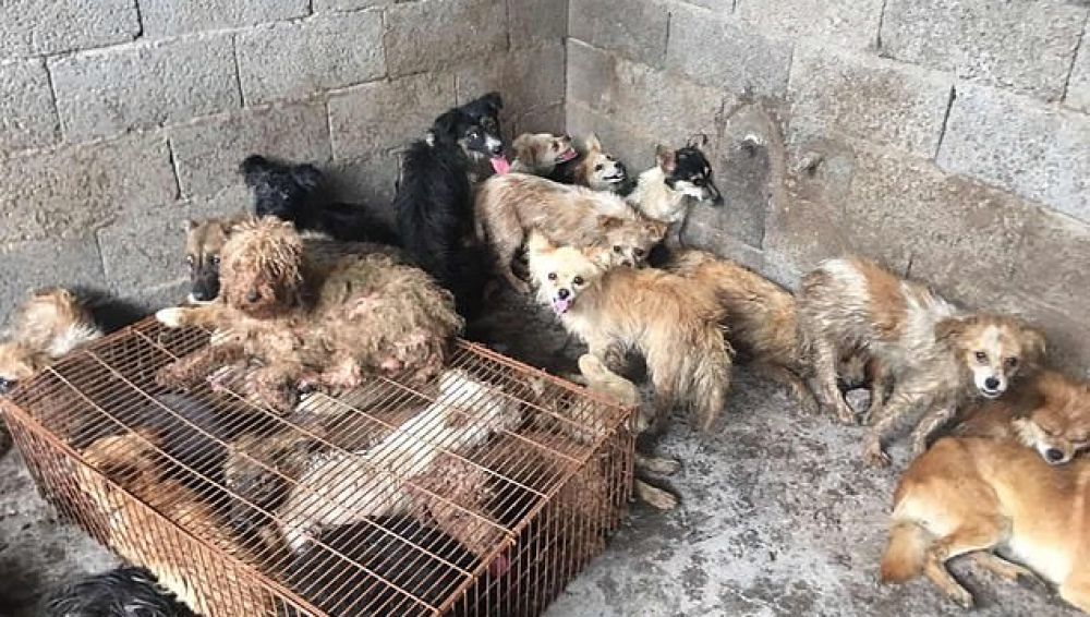 Rescatan a 62 perros antes de ser sacrificados para cocinarlos en el Festival de Yulin, China