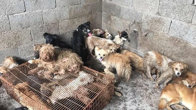 Rescatan a 62 perros antes de ser sacrificados para cocinarlos en el Festival de Yulin, China