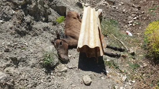 Otro de los ejemplares en avanzado estado de descomposición Otro de los ejemplares en avanzado estado de descomposición