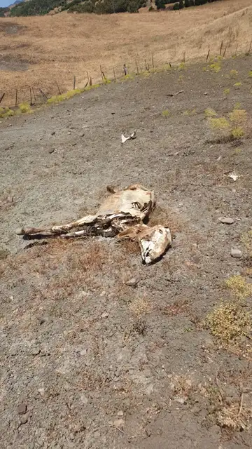 Uno de los cadáveres en avanzado estado de descomposición Uno de los cadáveres en avanzado estado de descomposición