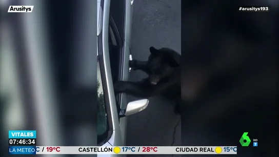El vídeo que demuestra que un oso puede abrir sin problemas las puertas de tu coche El vídeo que demuestra que un oso puede abrir sin problemas las puertas de tu coche