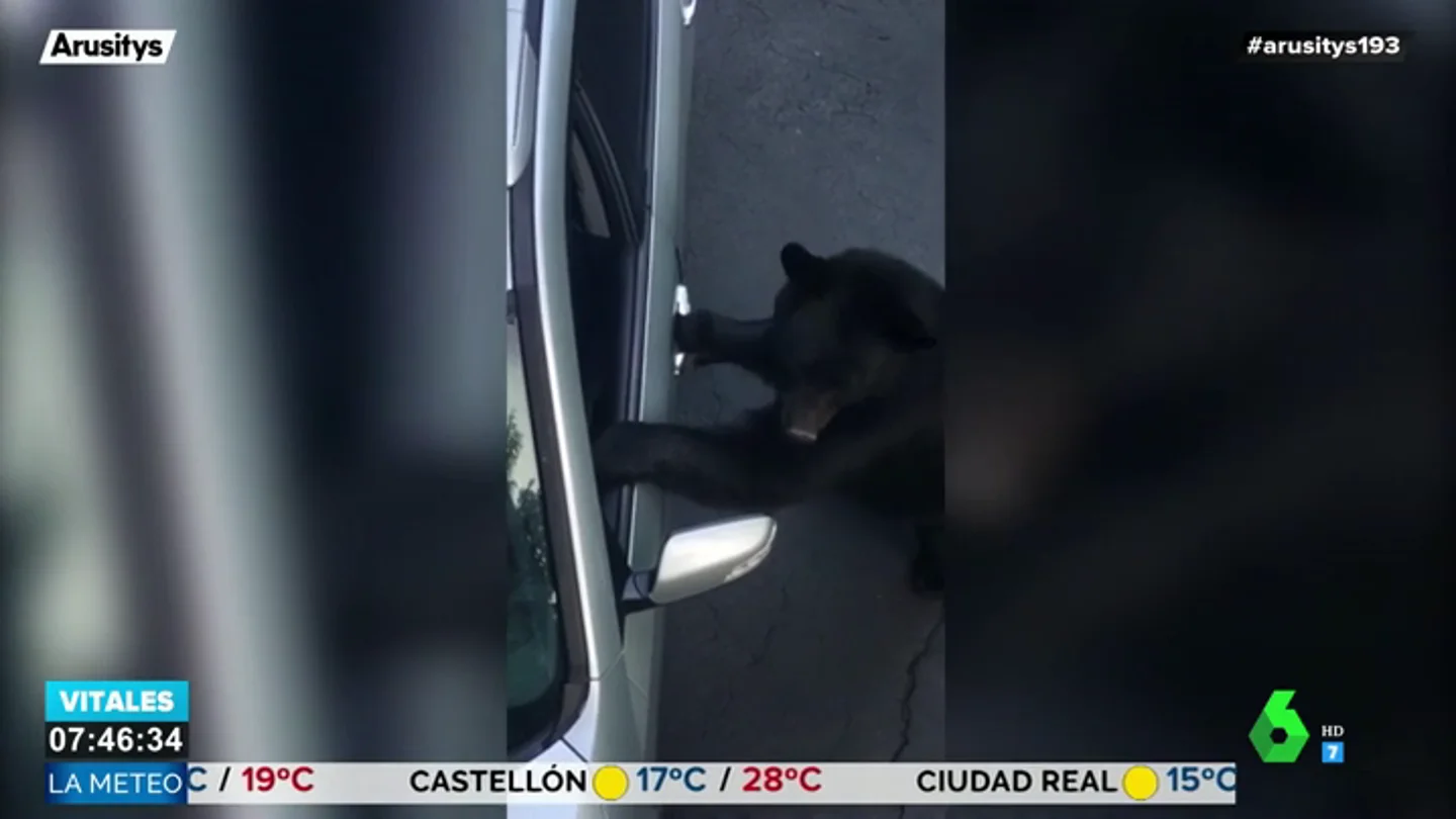 El vídeo que demuestra que un oso puede abrir sin problemas las puertas de tu coche El vídeo que demuestra que un oso puede abrir sin problemas las puertas de tu coche