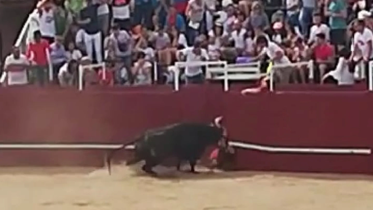 Imagen de la cornada mortal en Benavente, Zamora Imagen de la cornada mortal en Benavente, Zamora