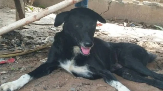 El perro Ping Pong que rescató a un bebé en Tailandia El perro Ping Pong que rescató a un bebé en Tailandia