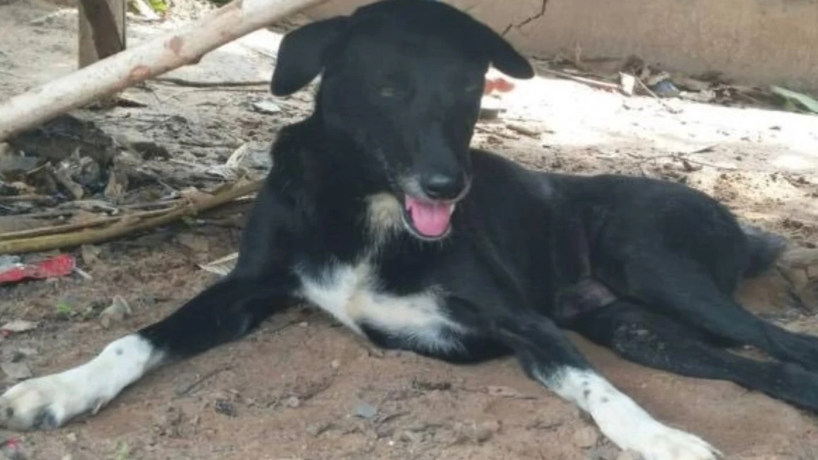 El perro Ping Pong que rescató a un bebé en Tailandia El perro Ping Pong que rescató a un bebé en Tailandia