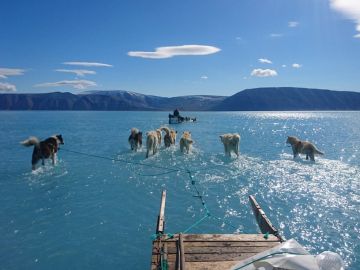 Perros arrastrando por el agua un trineo en Groenlandia Perros arrastrando por el agua un trineo en Groenlandia