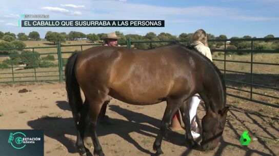 Los caballos como espejos de las emociones: una terapia para encontrarte a ti mismo