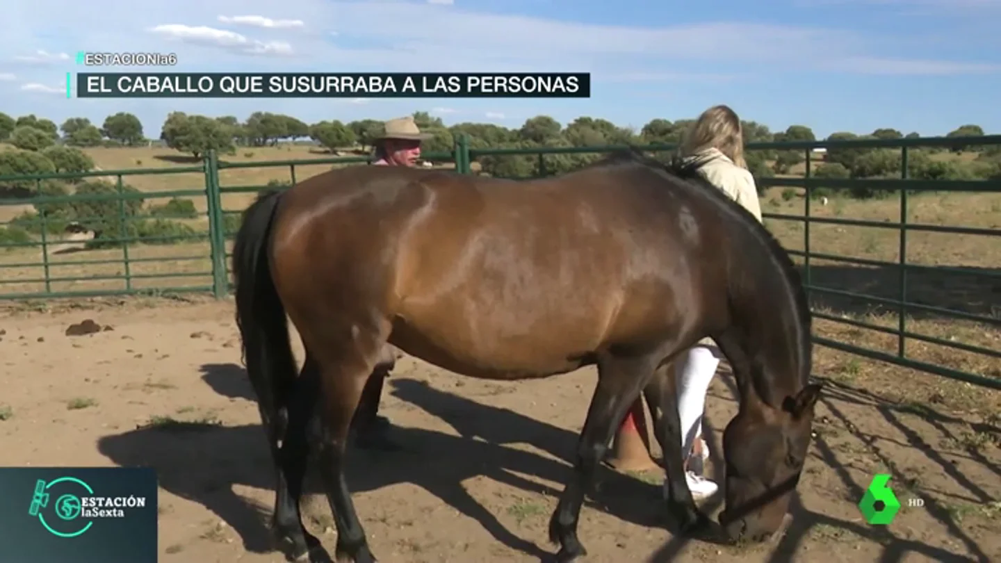 Los caballos como espejos de las emociones: una terapia para encontrarte a ti mismo Los caballos como espejos de las emociones: una terapia para encontrarte a ti mismo