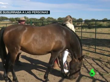Los caballos como espejos de las emociones: una terapia para encontrarte a ti mismo Los caballos como espejos de las emociones: una terapia para encontrarte a ti mismo