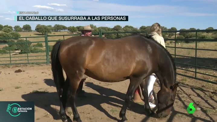 Los caballos como espejos de las emociones: una terapia para encontrarte a ti mismo